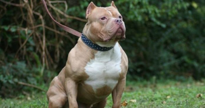 bull