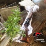 Pensionato coltivava 20 piante di cannabis in un terreno e le irrigava in un pozzo