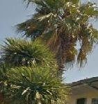 La voce del cittadino. Marano, palma inclinata e pericoli in via Galeota