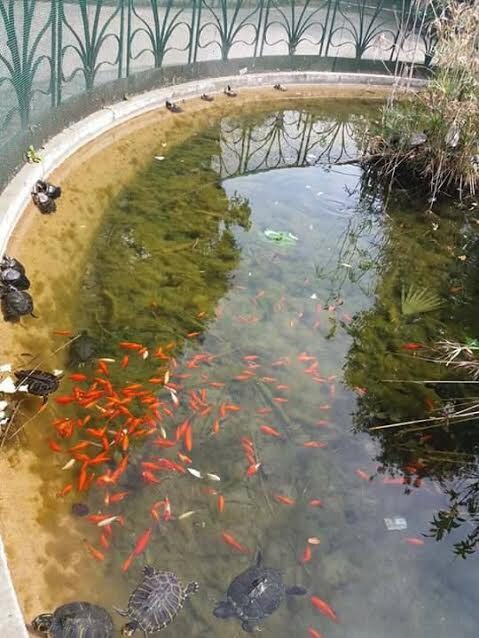 florid