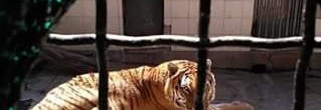 tigr