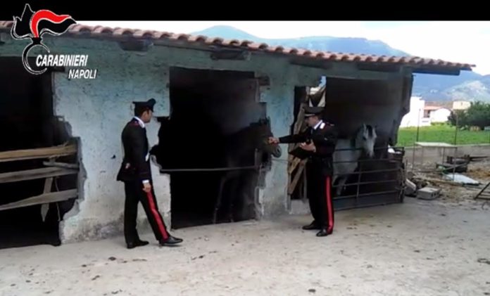 cavalino