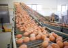 Allarme salmonella nella uova di Eurospin