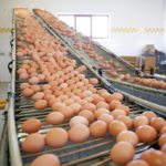 Allarme salmonella nella uova di Eurospin