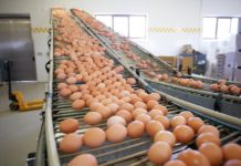 Allarme salmonella nella uova di Eurospin