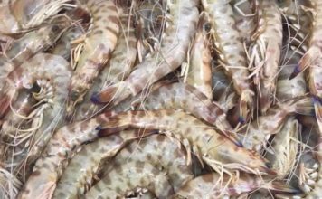 La ricetta del giorno. Il Mediterraneo entra in tavola con la paella di mare