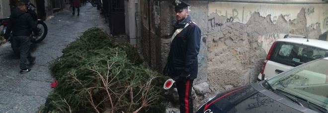 albero