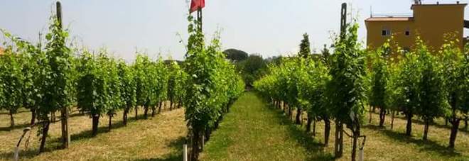fattoria