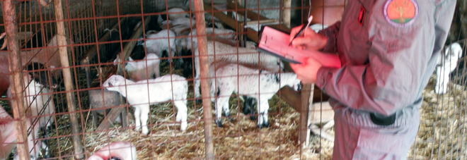 mace