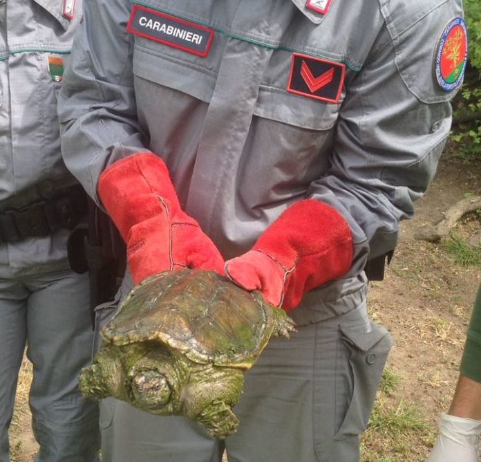 LA SECONDA TROVATA NELLA VILLA COMUNALE A POMIGLIANO (1)