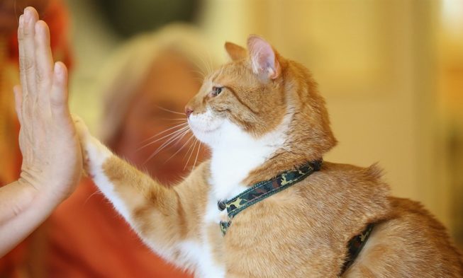 gatto_980x571-653x393