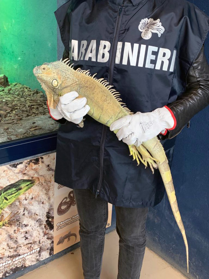 Iguana 1