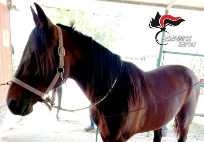 cavallo cites