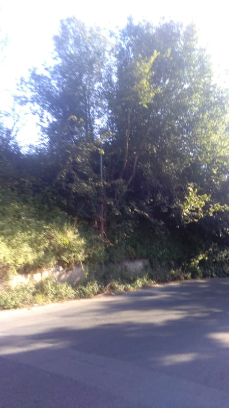 palis