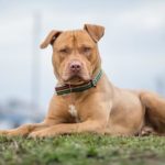Napoli, due pitbull incustoditi nel Rione Sanità: messi in sicurezza dai Baschi Verdi della Guardia di Finanza