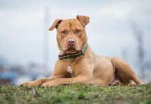 Napoli, due pitbull incustoditi nel Rione Sanità: messi in sicurezza dai Baschi Verdi della Guardia di Finanza