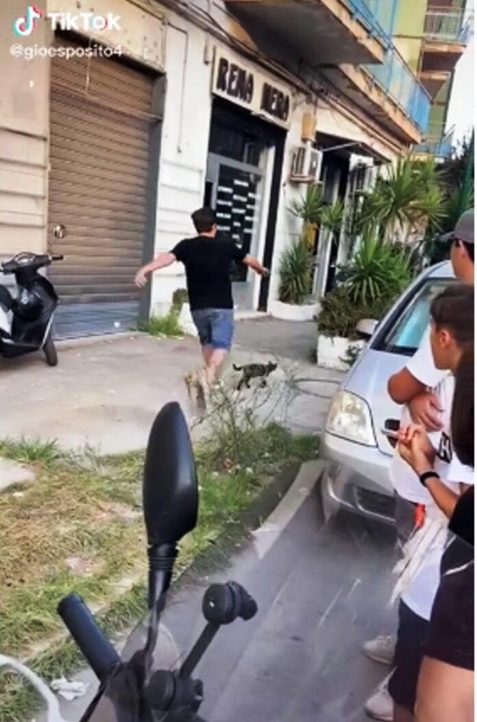cronaca casoria