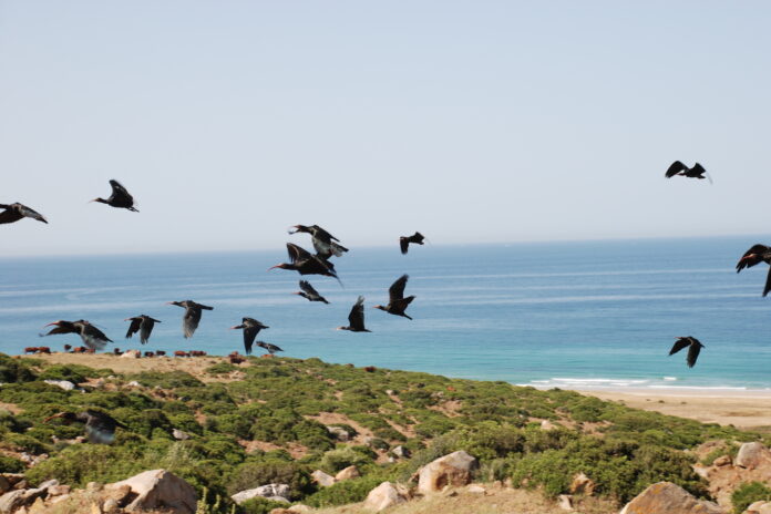 Ibis eremita reintrodotti a Cadice, in Spagna