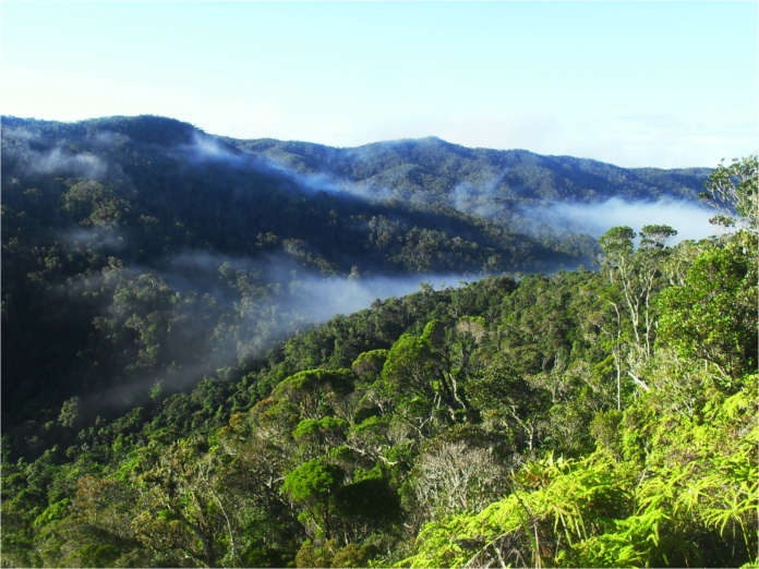 Foresta di Maromizaha