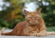 Il gatto Charlie, scomparso 10 anni fa, riappare nel giorno del compleanno della sua padrona