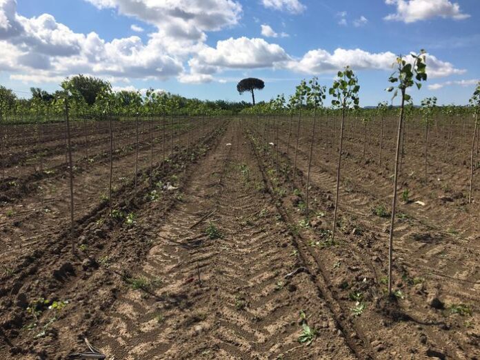 ex-campo-rom-giugliano-alberi