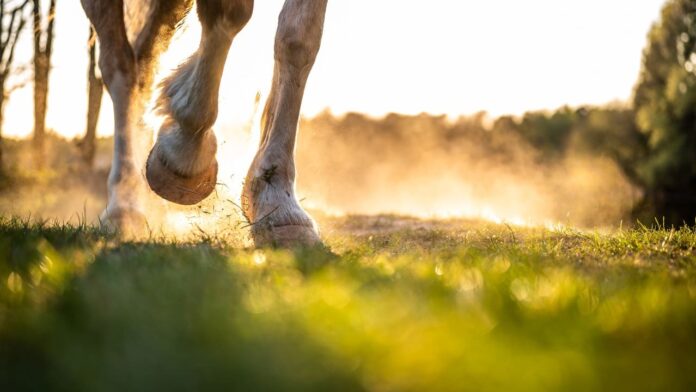 cavallo-1