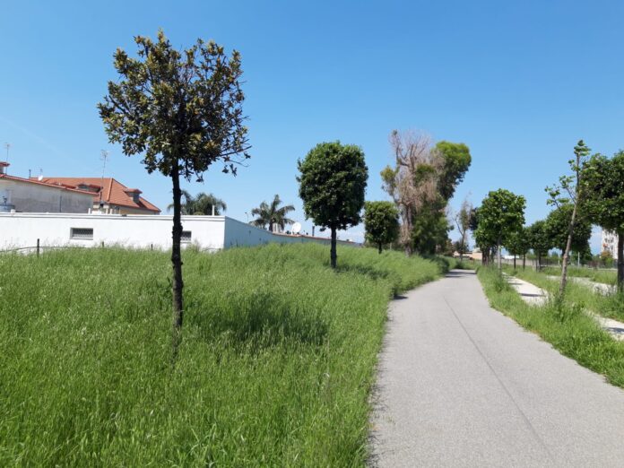 erba alta 1