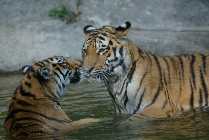 2021 giu18 Bruna Zavattiero TIGRE AMUR Krai Alina