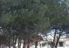 Pineta dimenticata dietro l’ASL di Marano: i residenti chiedono interventi contro degrado e incuria
