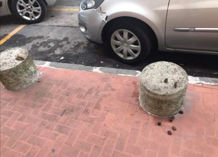 cane defeca marano