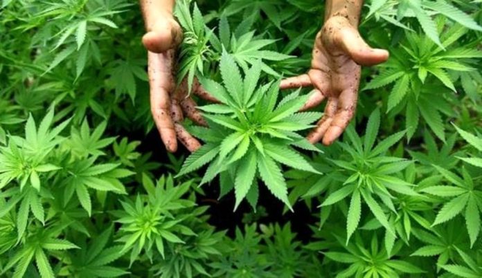 cannabis
