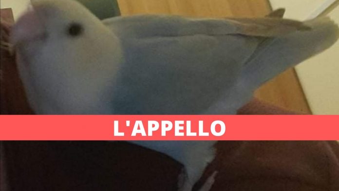 marano pappagallina