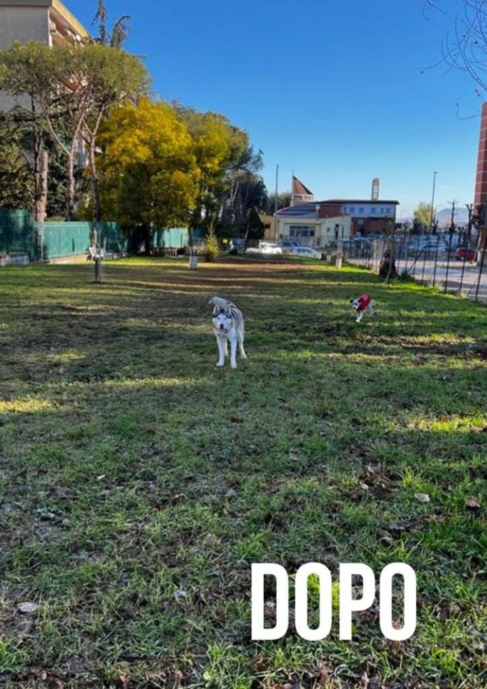 Area Cani Scampia 4