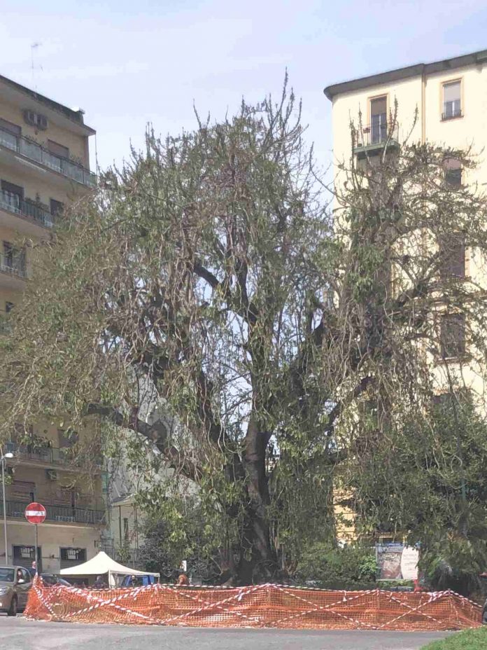 Napoli, piazza degli Artisti, l'albero monumentale