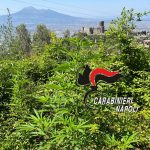 Lettere: pistole e droga tra la vegetazione e non solo. Sequestri dei carabinieri