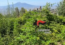 Lettere: pistole e droga tra la vegetazione e non solo. Sequestri dei carabinieri