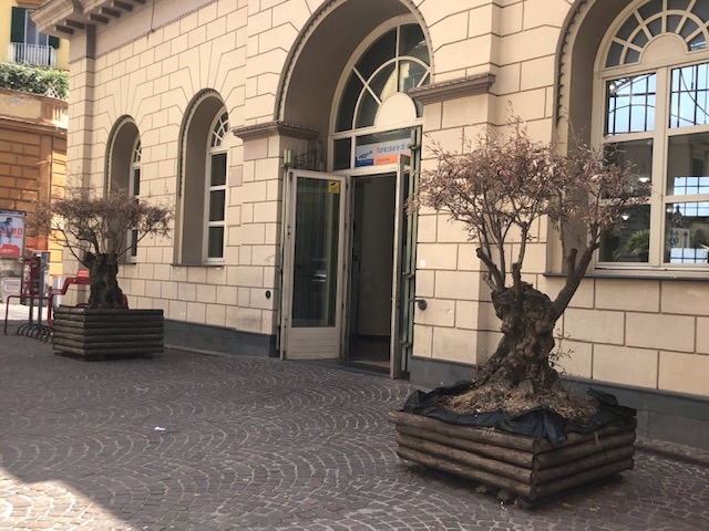 Vomero, via Cimarosa, le due piante d'ulivo