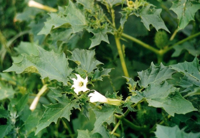 Datura_stramonium_2000