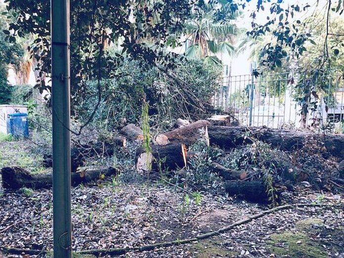 Napoli, parco Mascagna, cimitero degli alberi