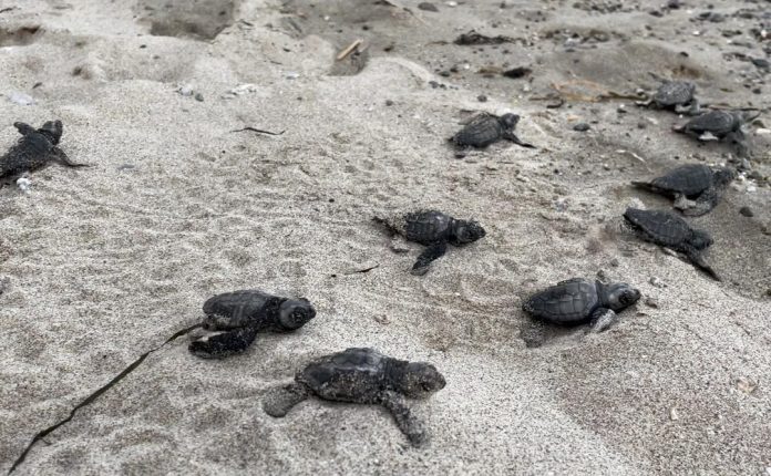 caretta caretta ischia
