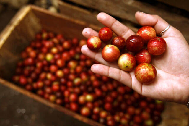 camu-camu