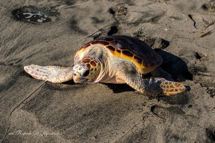 caretta caretta