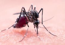 Qualiano, West Nile: intervento straordinario di disinfestazione