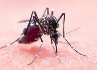 West Nile, donna di 72 anni muore a Qualiano