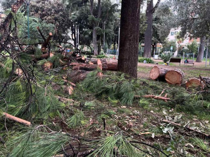 Napoli, parco Mascagna, alberi abbattuti