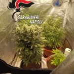 POZZUOLI E QUARTO: controlli dei Carabinieri. Serra di marijuana in casa, in manette un 32enne. Il bilancio con denunce e segnalazioni
