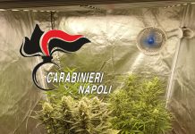 POZZUOLI E QUARTO: controlli dei Carabinieri. Serra di marijuana in casa, in manette un 32enne. Il bilancio con denunce e segnalazioni