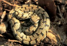 Morso da una vipera mentre lavora nei campi, agricoltore ricoverato in rianimazione
