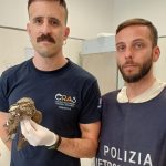 La Polizia Metropolitana recupera un esemplare di Succiacapre all’aeroporto di Capodichino: ora è in cura al Centro recupero animali selvatici