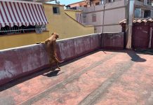 Qualiano, cane lasciato sotto il sole sul terrazzo: salvato e sequestrato, denunciato il proprietario